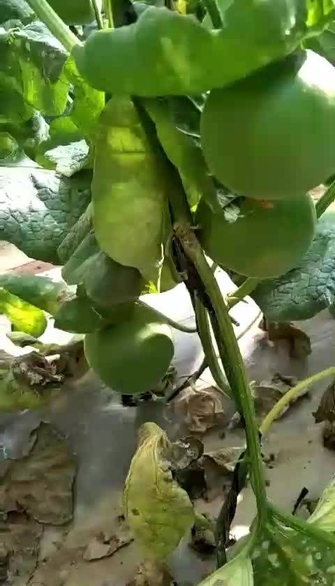 综合戴维苹果版苹果美版支持三网通