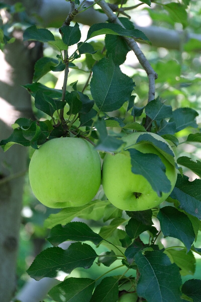 青苹果手机版苹果带颜色伪装app怎么找-第2张图片-太平洋在线下载