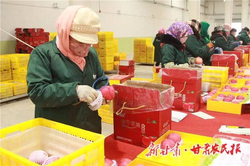 平凉苹果今日新闻平凉苹果手机专卖店-第2张图片-太平洋在线下载