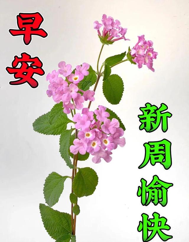 同乐吧手机版下载安卓巫溪四副同乐吧电脑版下载