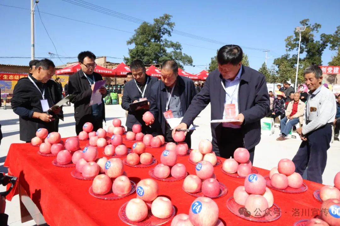 礼县苹果会现场版礼县苹果什么时候成熟