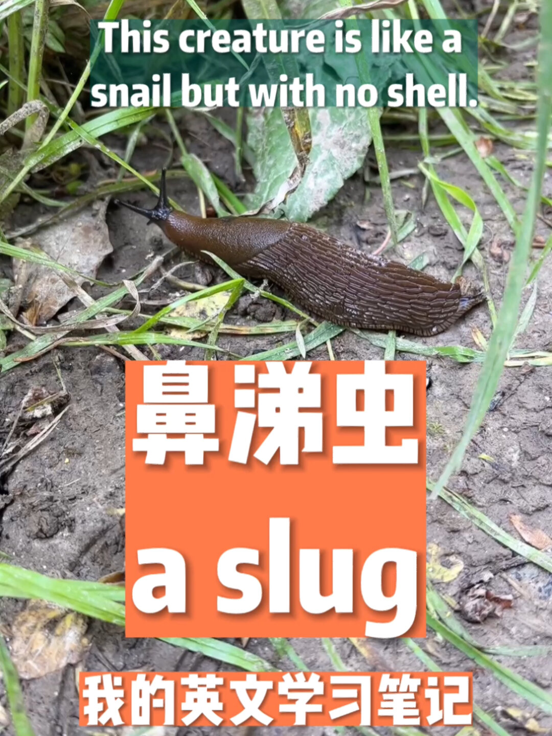 鼻涕虫苹果版鼻涕虫历险记游戏
